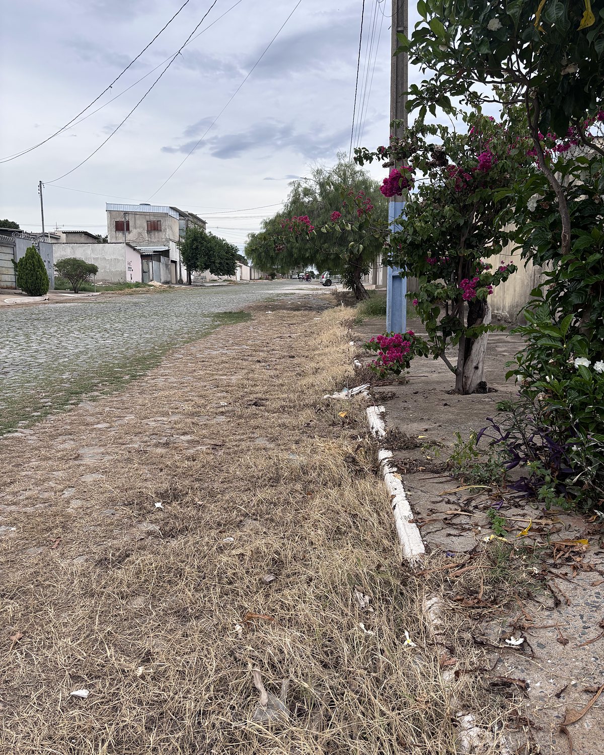 Depois: a mesma área com a vegetação seca após a capina elétrica.