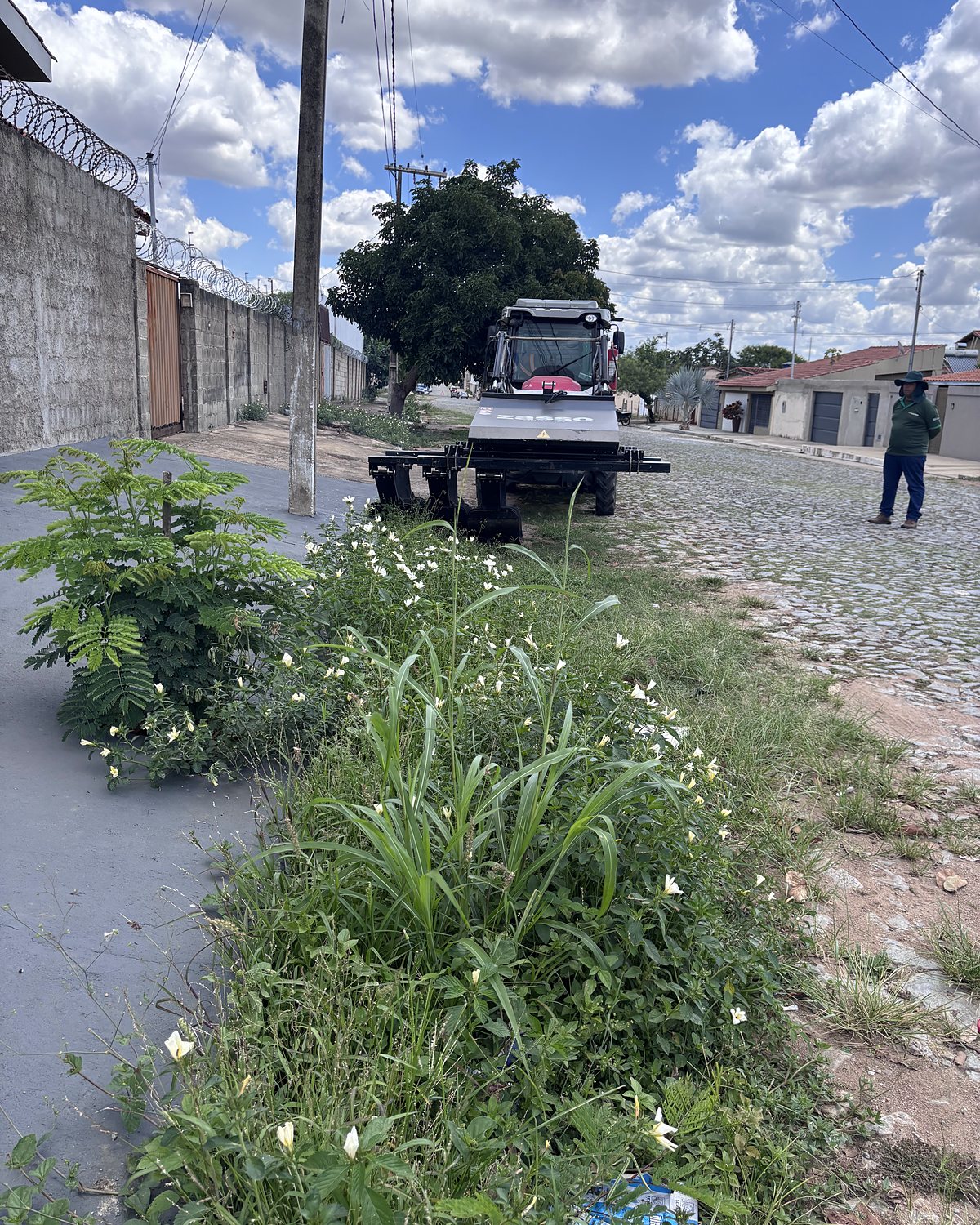 Antes: vegetação ao longo da calçada, junto ao meio-fio
