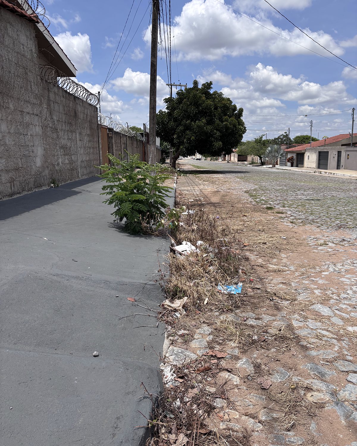 Depois: a mesma área com a vegetação seca após a capina elétrica.