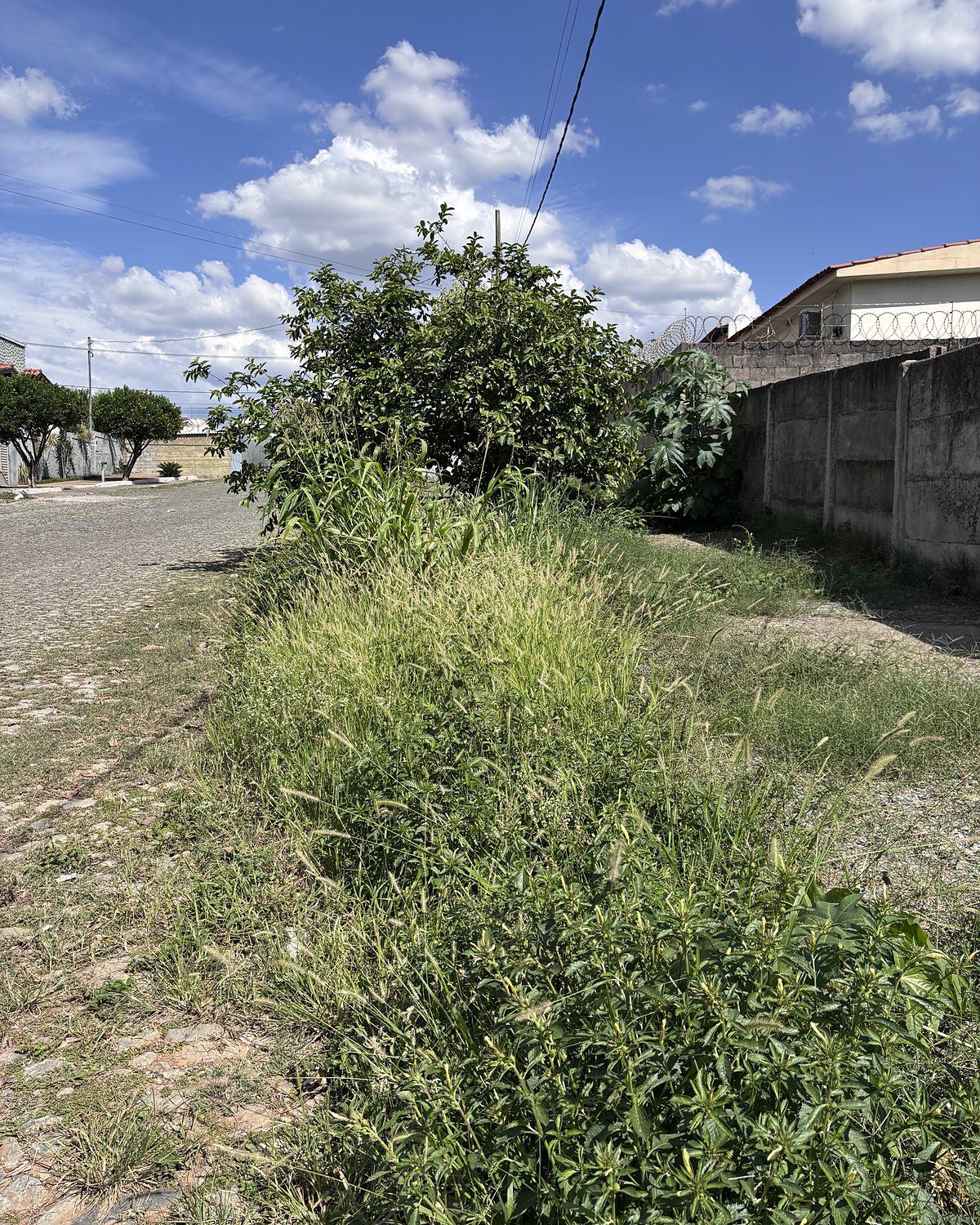 Antes: vegetação densa na borda da calçada